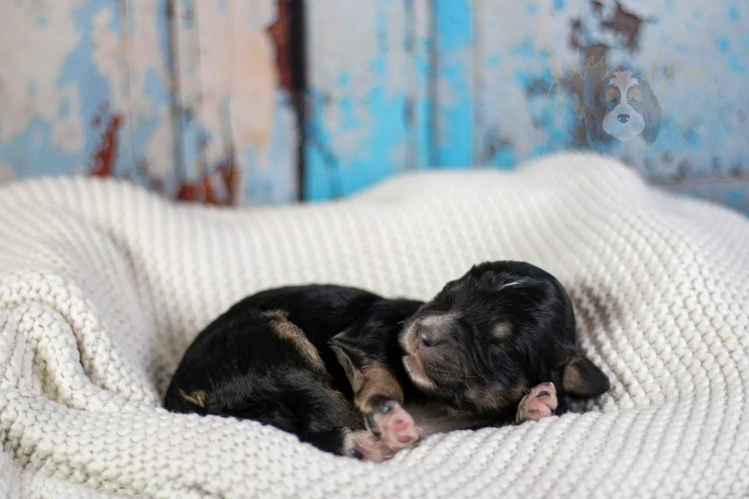Georgia O'Keefe Bernedoodle Puppy-71.jpg