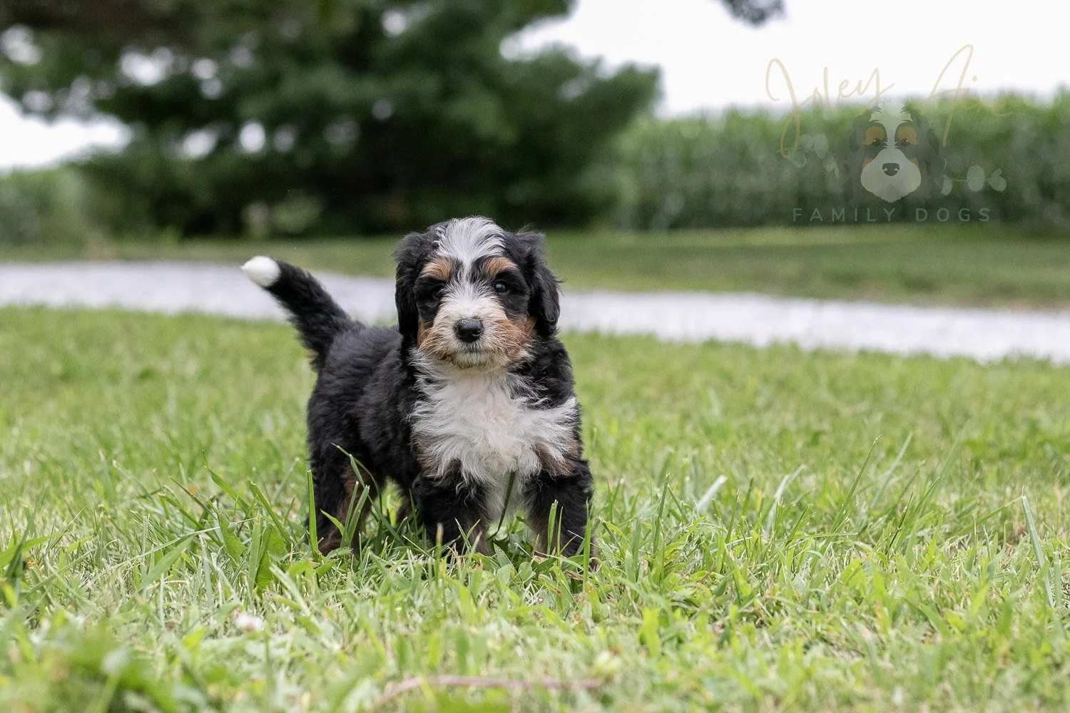 Diana Barry Bernedoodle Puppy-64.jpg