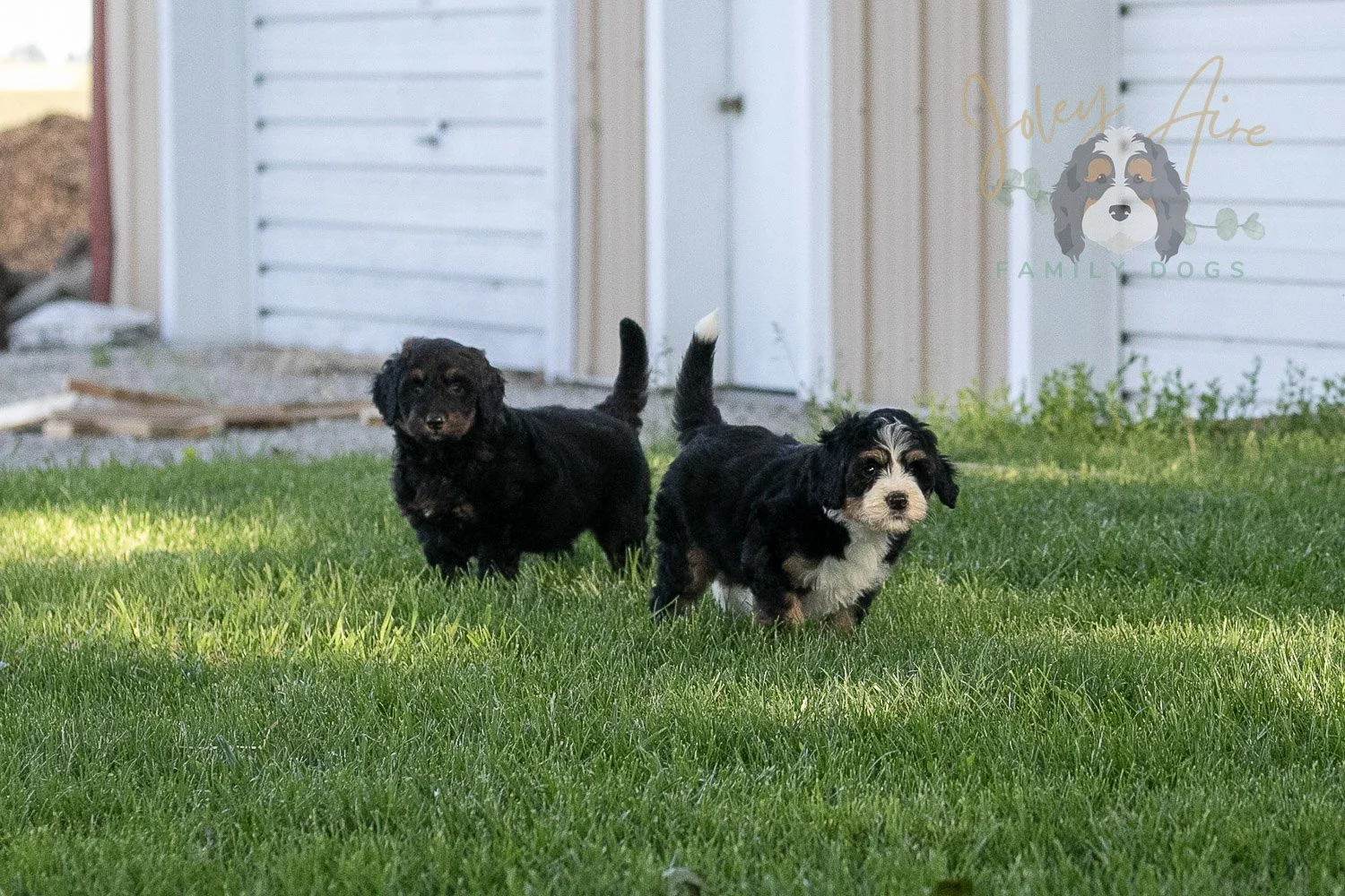 Piano Bernedoodle Puppy-28.jpg