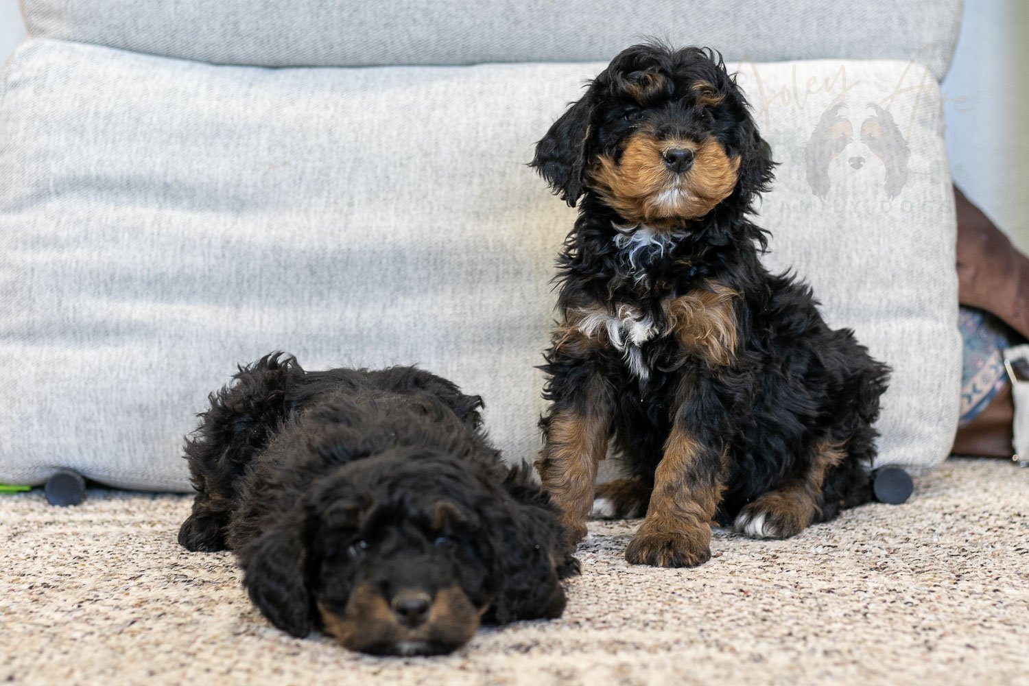 Aurora & Cinderella Bernedoodle Puppy-10.jpg