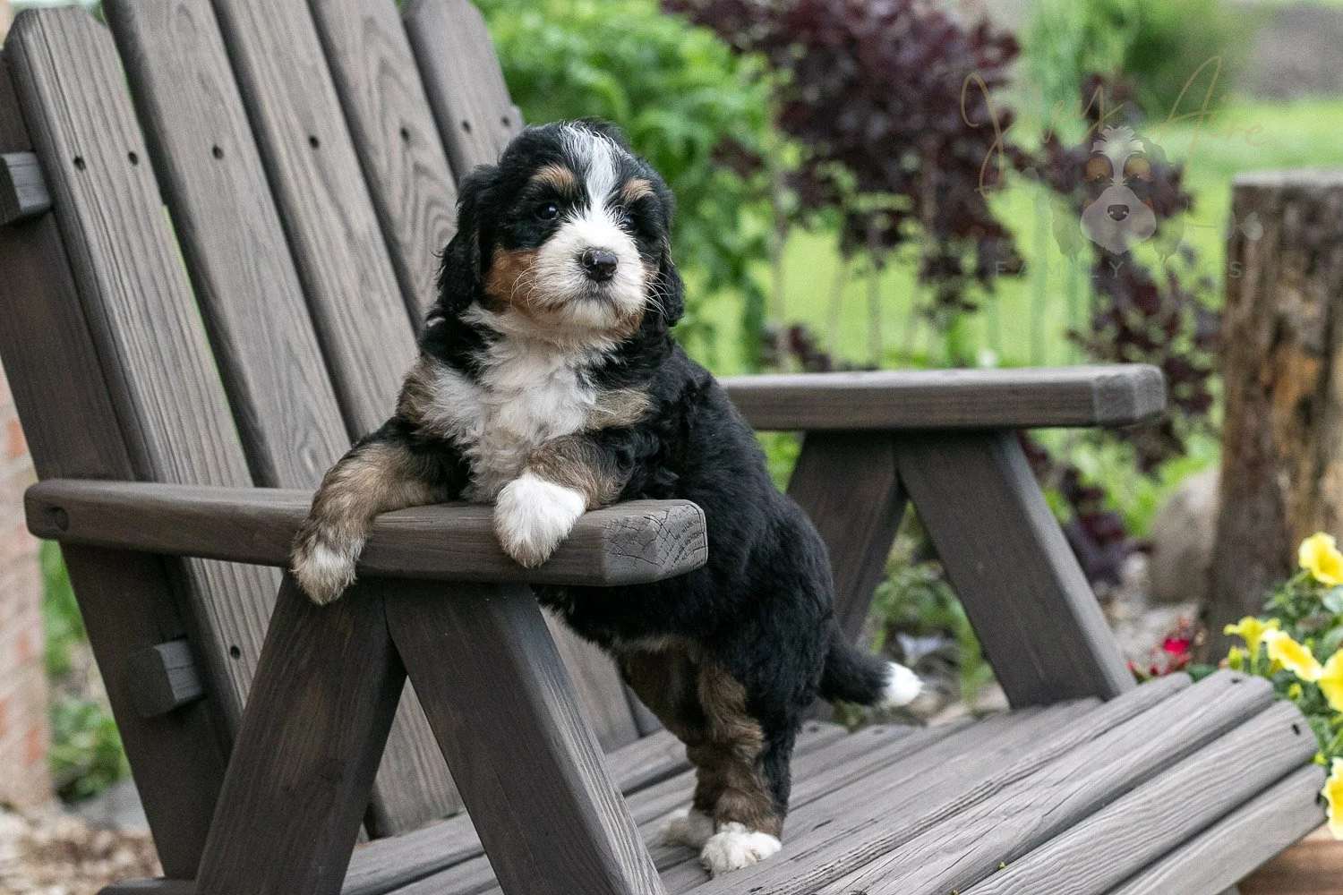 Trumpet Bernedoodle Puppy-14.jpg