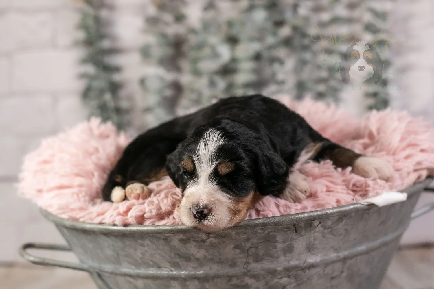 Trumpet Bernedoodle Puppy-23.jpg