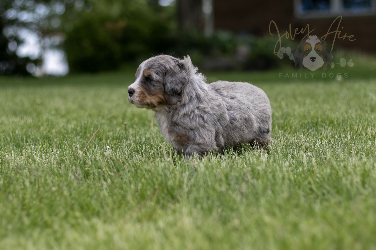 Drum Bernedoodle Puppy-28.jpg