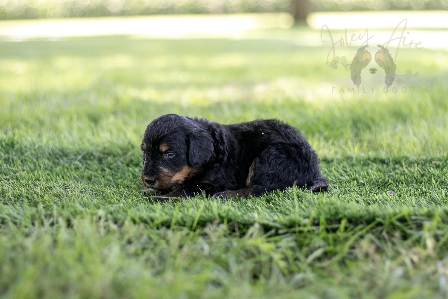 Gilbert Blythe Bernedoodle Puppy-584.jpg