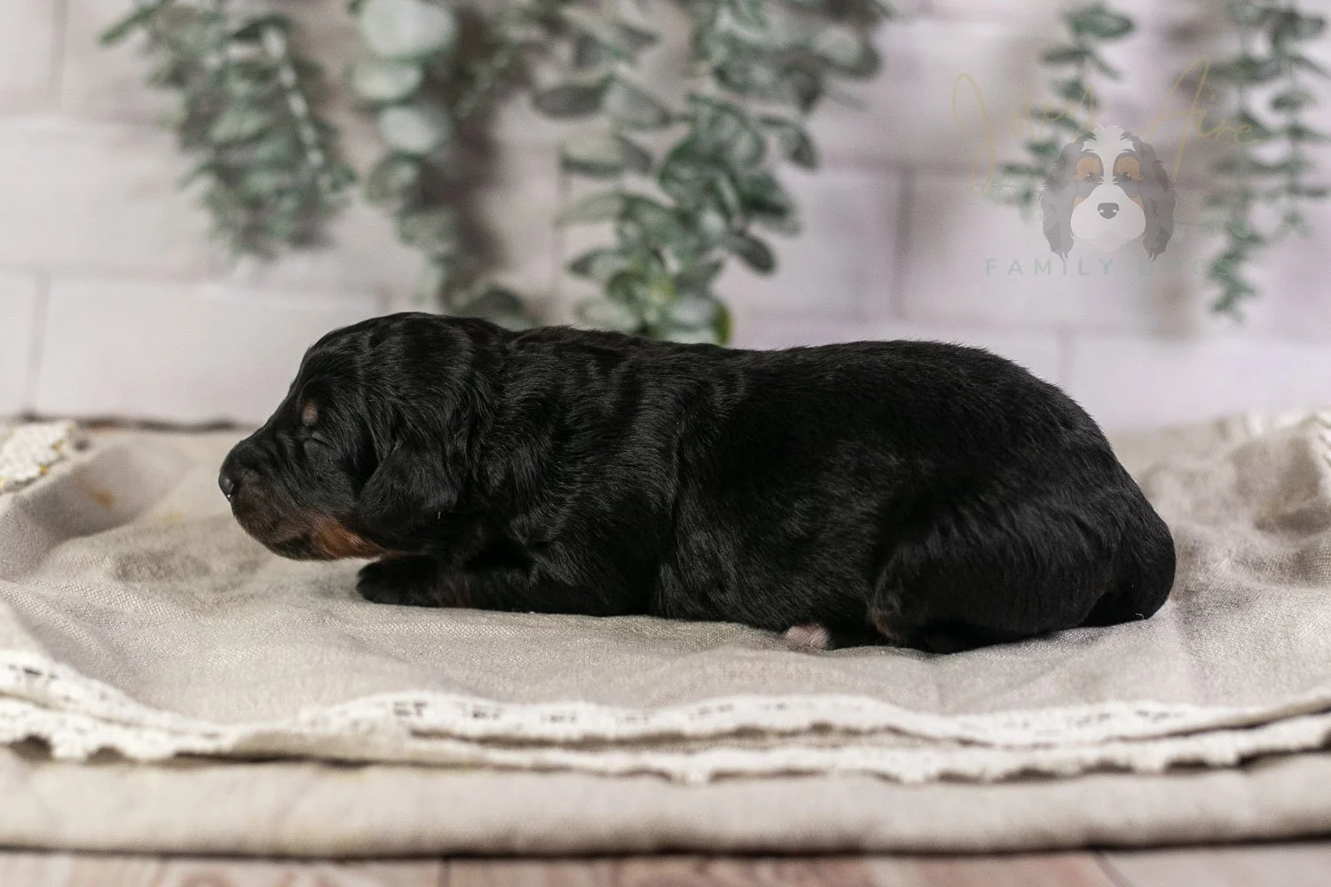 Piano Bernedoodle Puppy-6.jpg