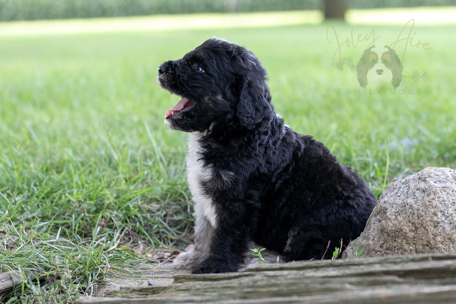 Bob Ross Bernedoodle Puppy-155.jpg