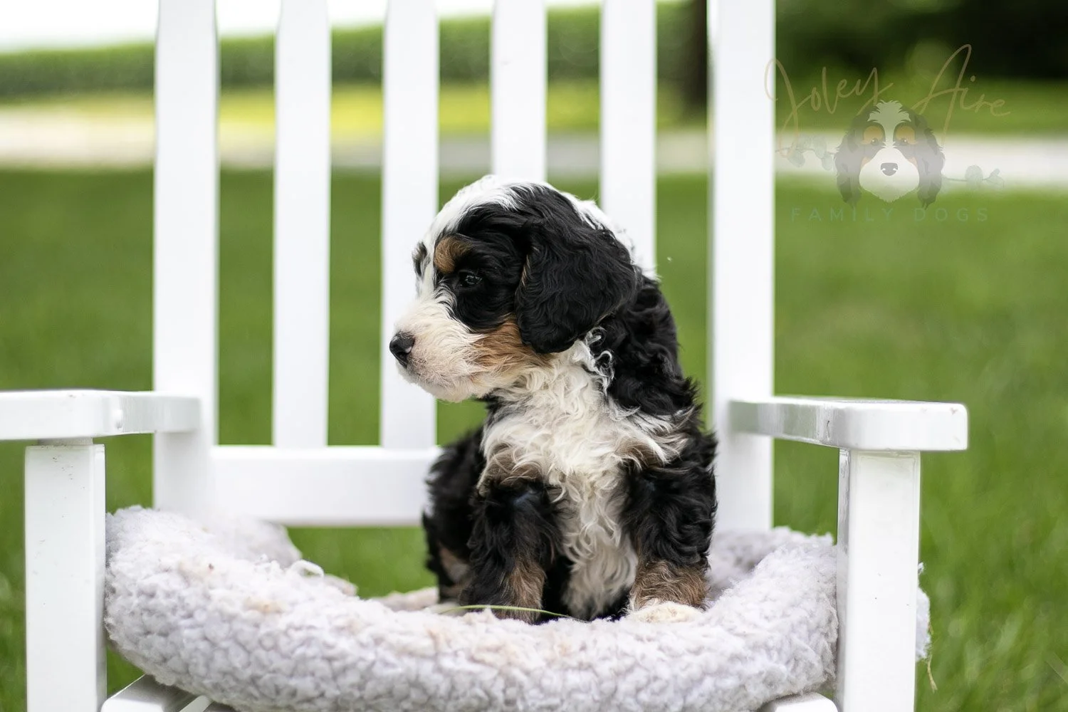 Yellowstone Bernedoodle Puppy-781.jpg