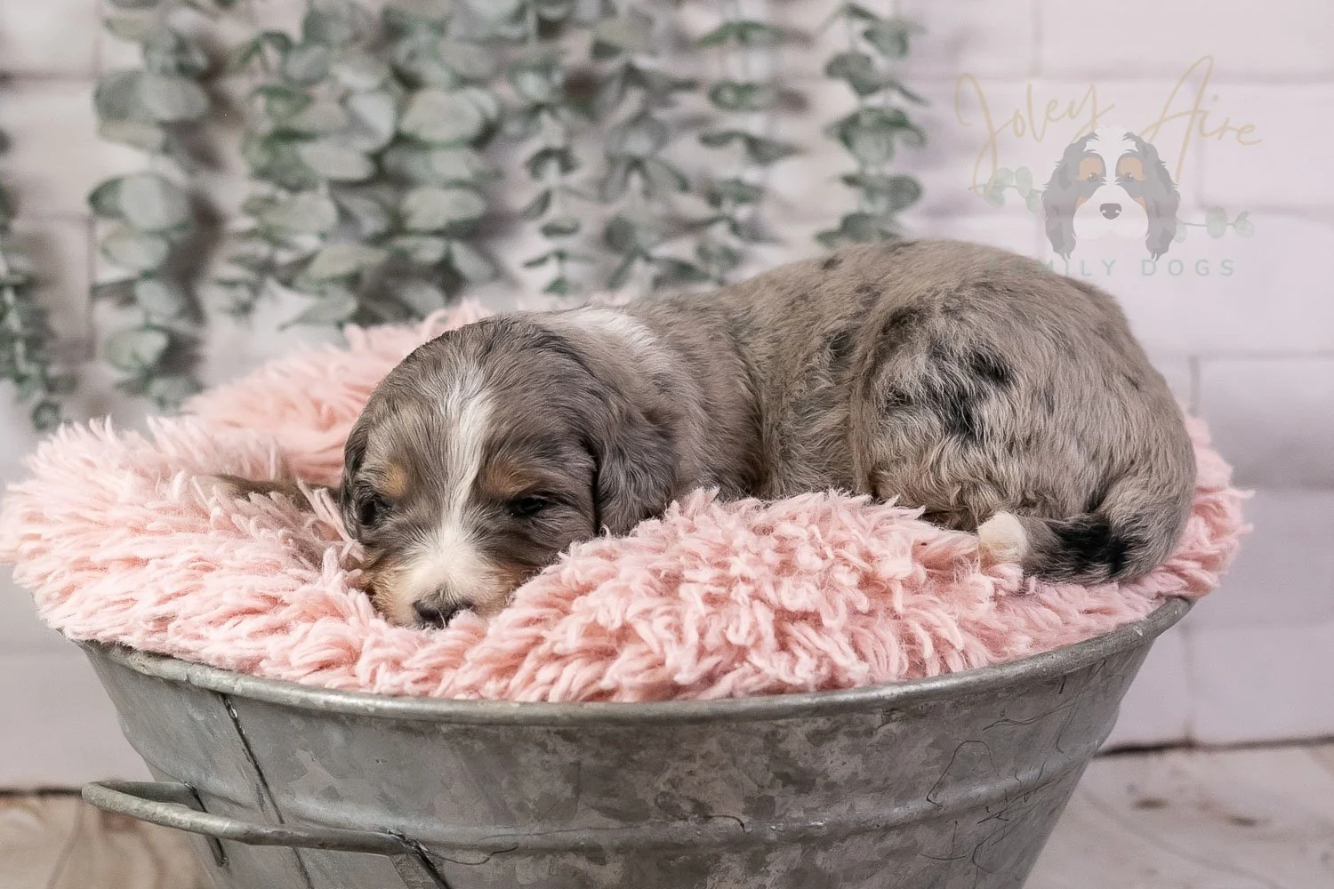 Drum Bernedoodle Puppy-17.jpg