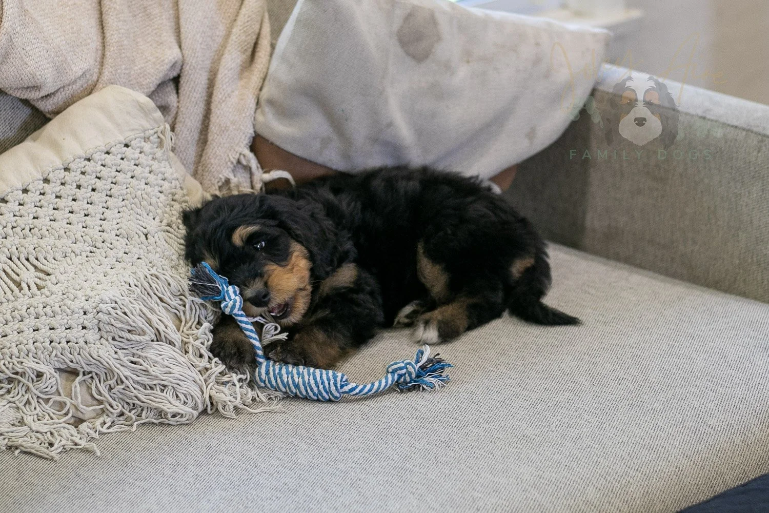 Mini Mae Bernedoodle Puppy-351.jpg