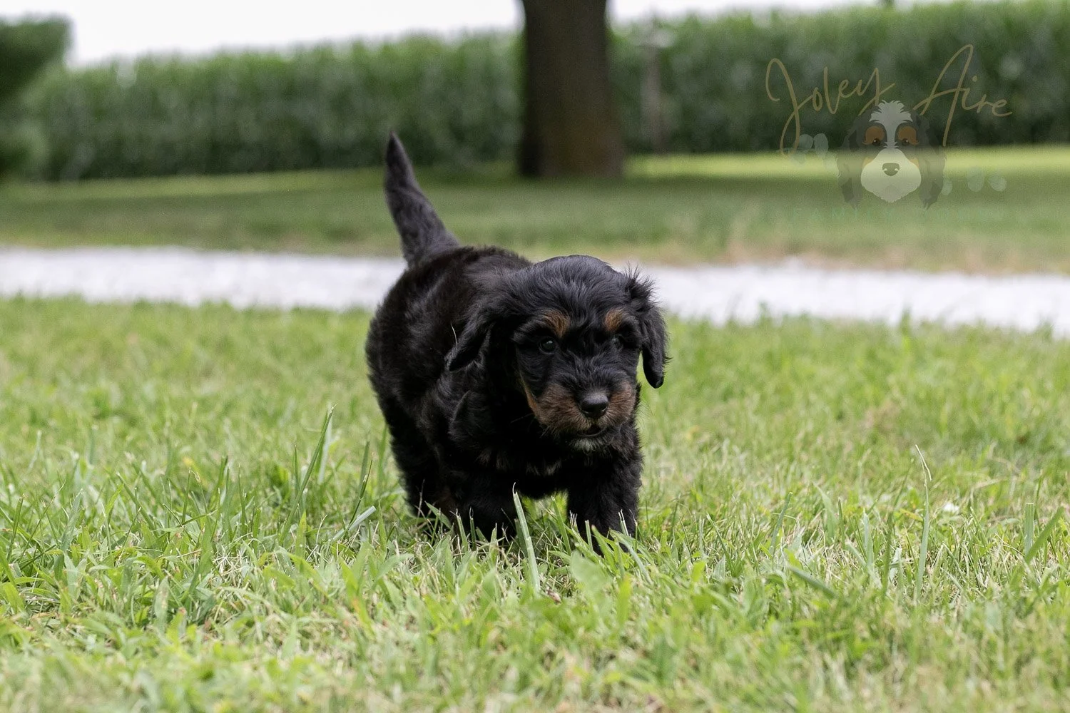 Olympic Bernedoodle Puppy-36.jpg
