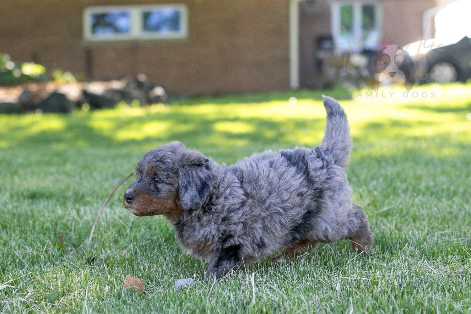 Flute Bernedoodle Puppy-30.jpg