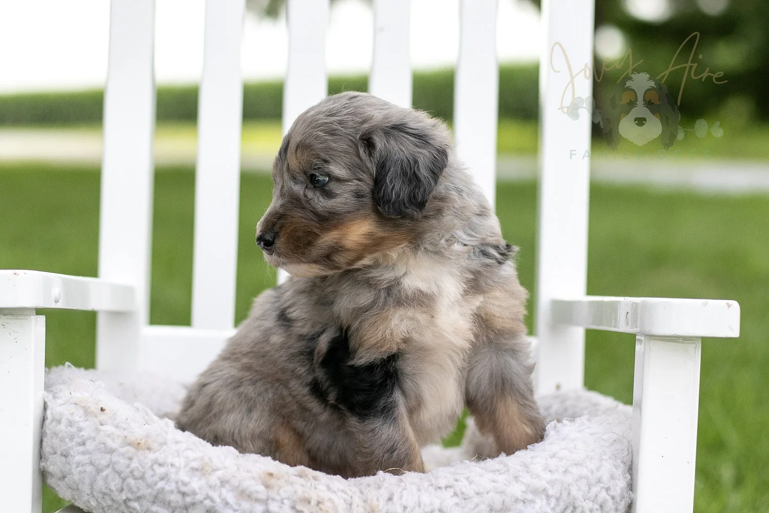 Matthew Cuthbert Bernedoodle Puppy-922.jpg