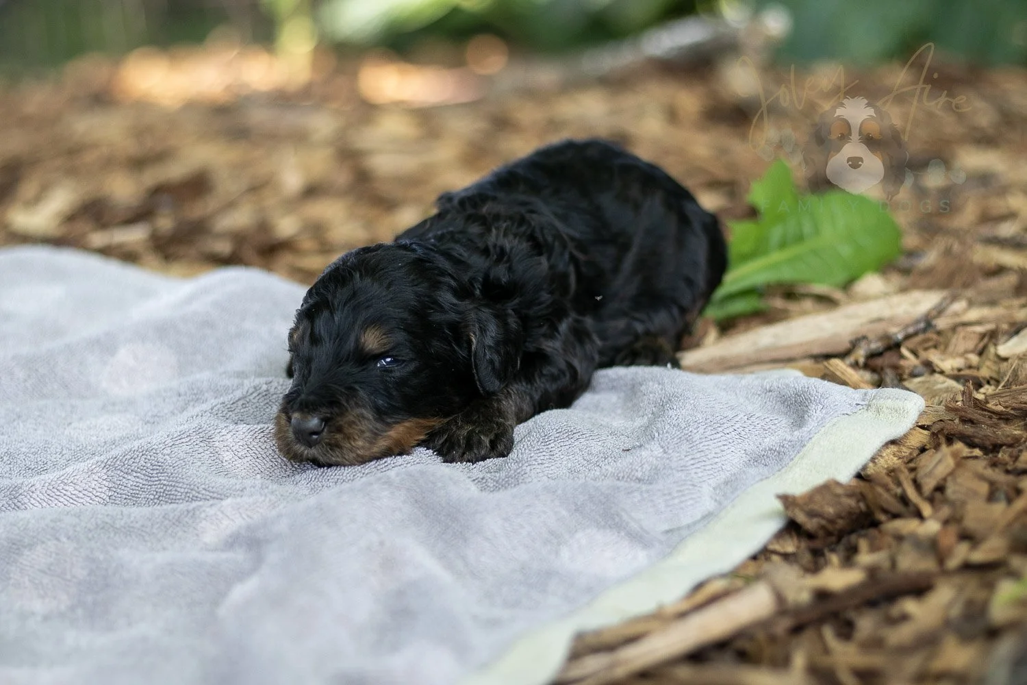 Bryce Bernedoodle Puppy-151.jpg