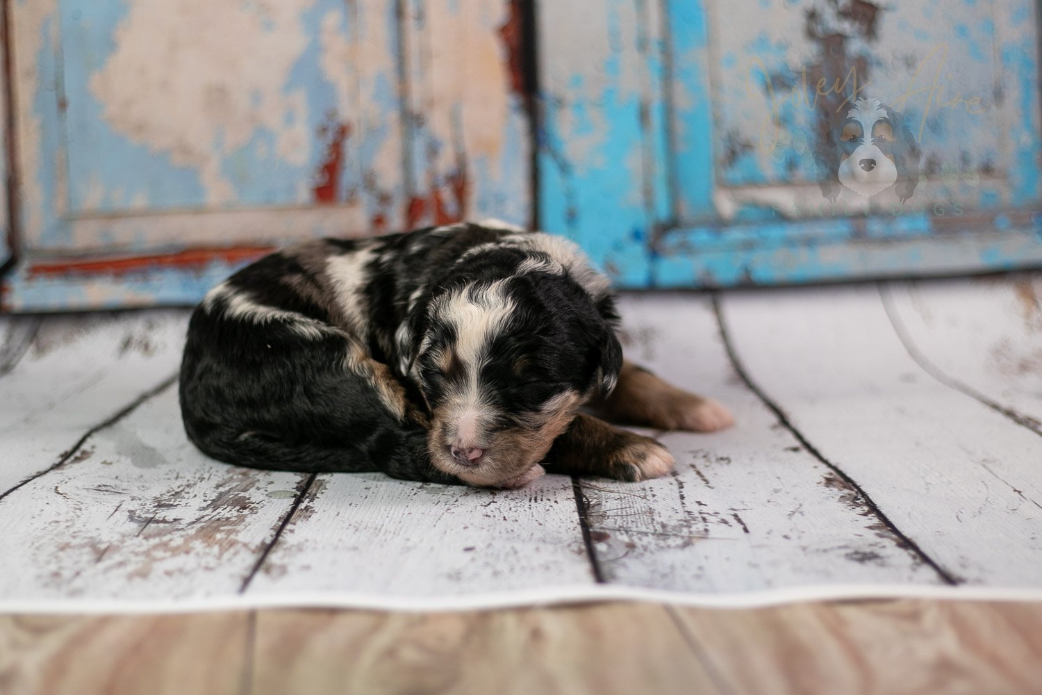 Artemisia Bernedoodle Puppy-284.jpg