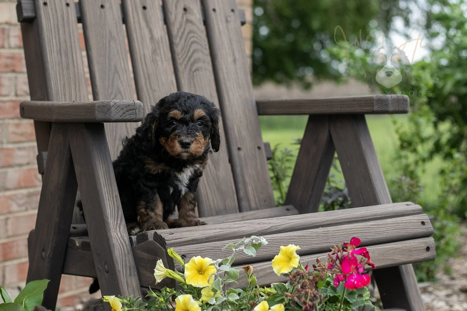 Banjo Bernedoodle Puppy-15.jpg