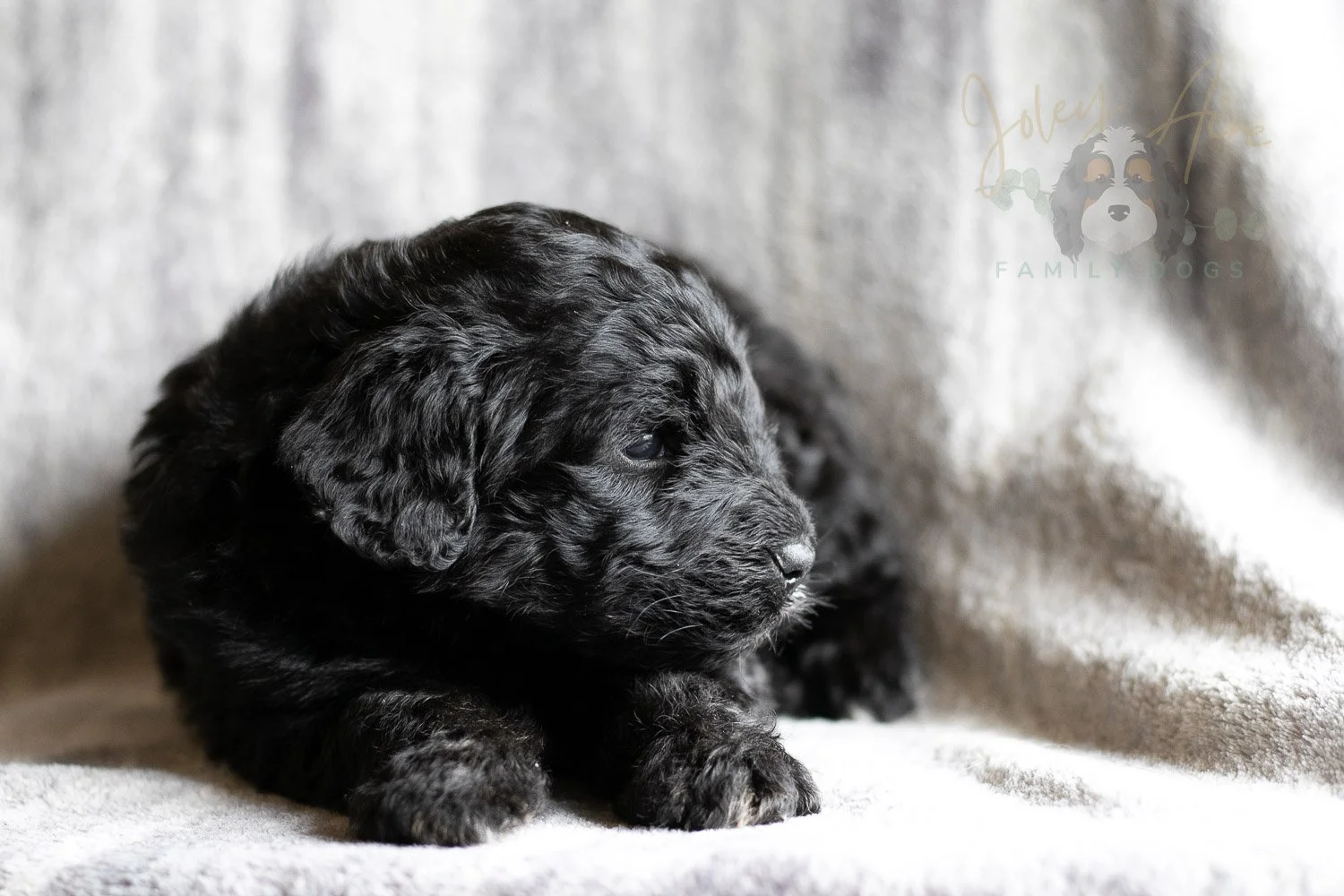 Claude Monet Bernedoodle Puppy-193.jpg
