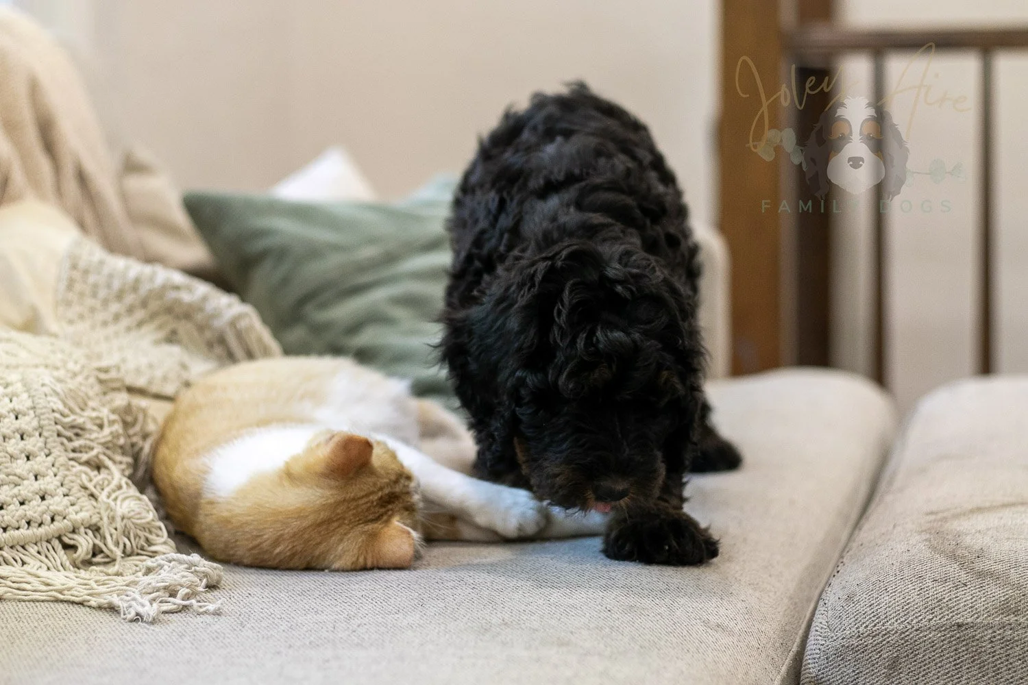 Acadia Bernedoodle Puppy-486.jpg