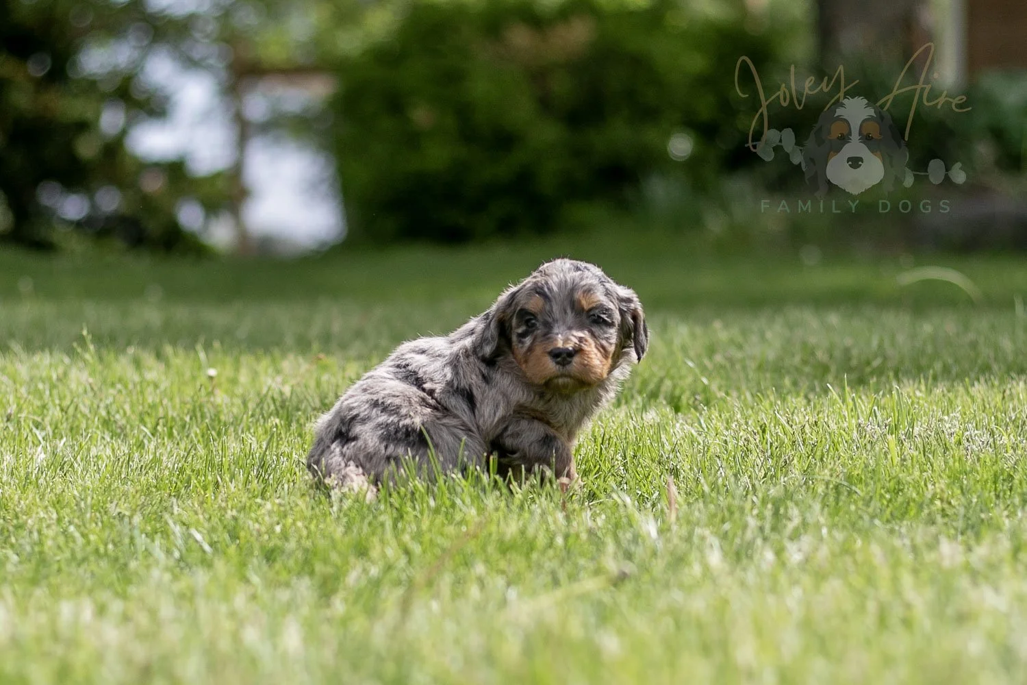 Ukelele Bernedoodle Puppy-20.jpg