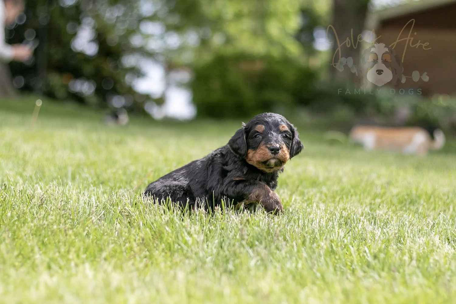 Banjo Bernedoodle Puppy-23.jpg