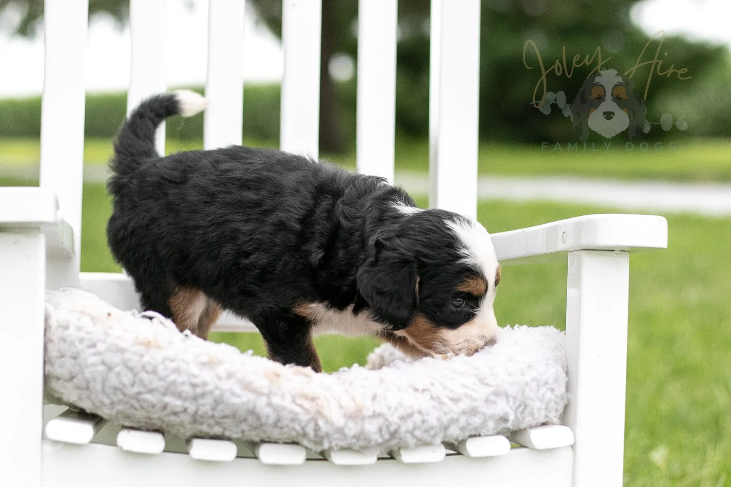 Anne Shirley Bernedoodle Puppy-980.jpg