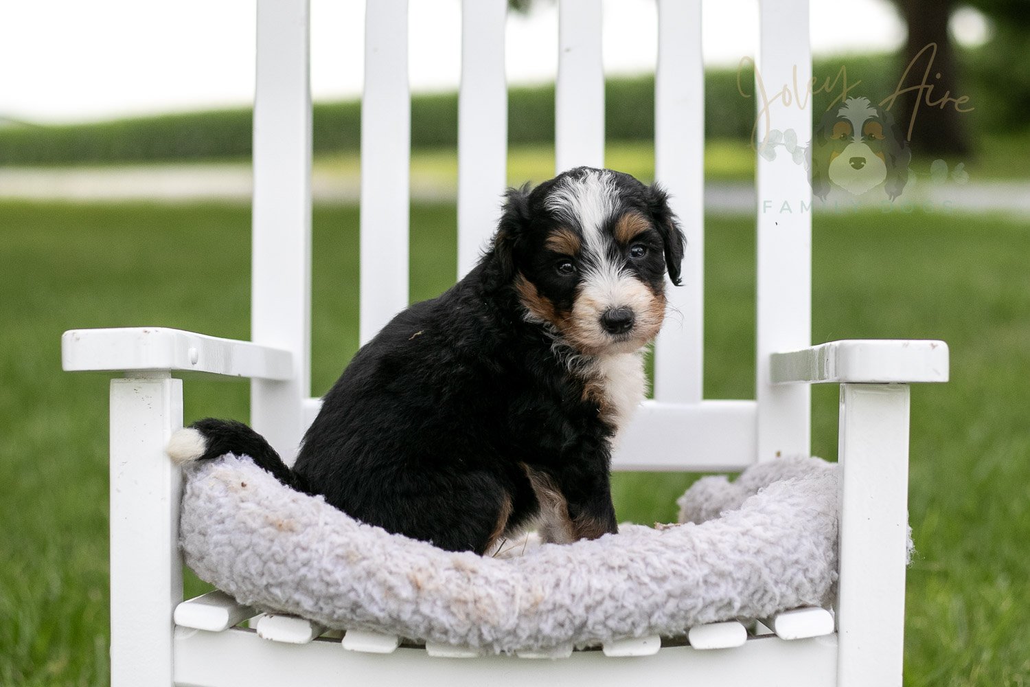 Diana Barry Bernedoodle Puppy-934.jpg