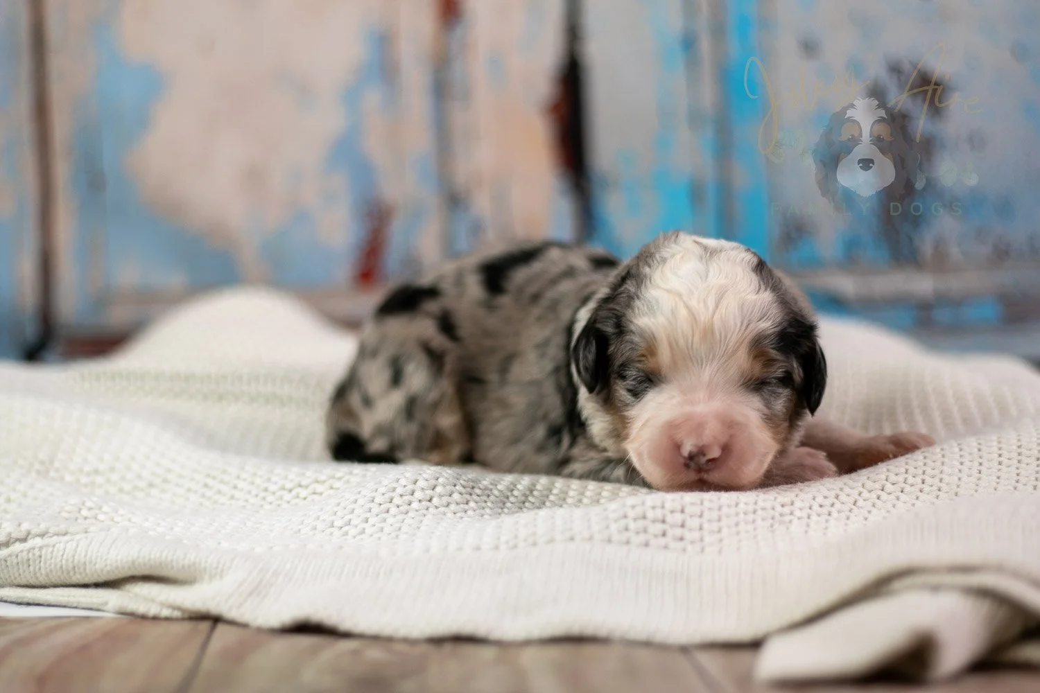 Pablo Picasso Bernedoodle Puppy-229.jpg