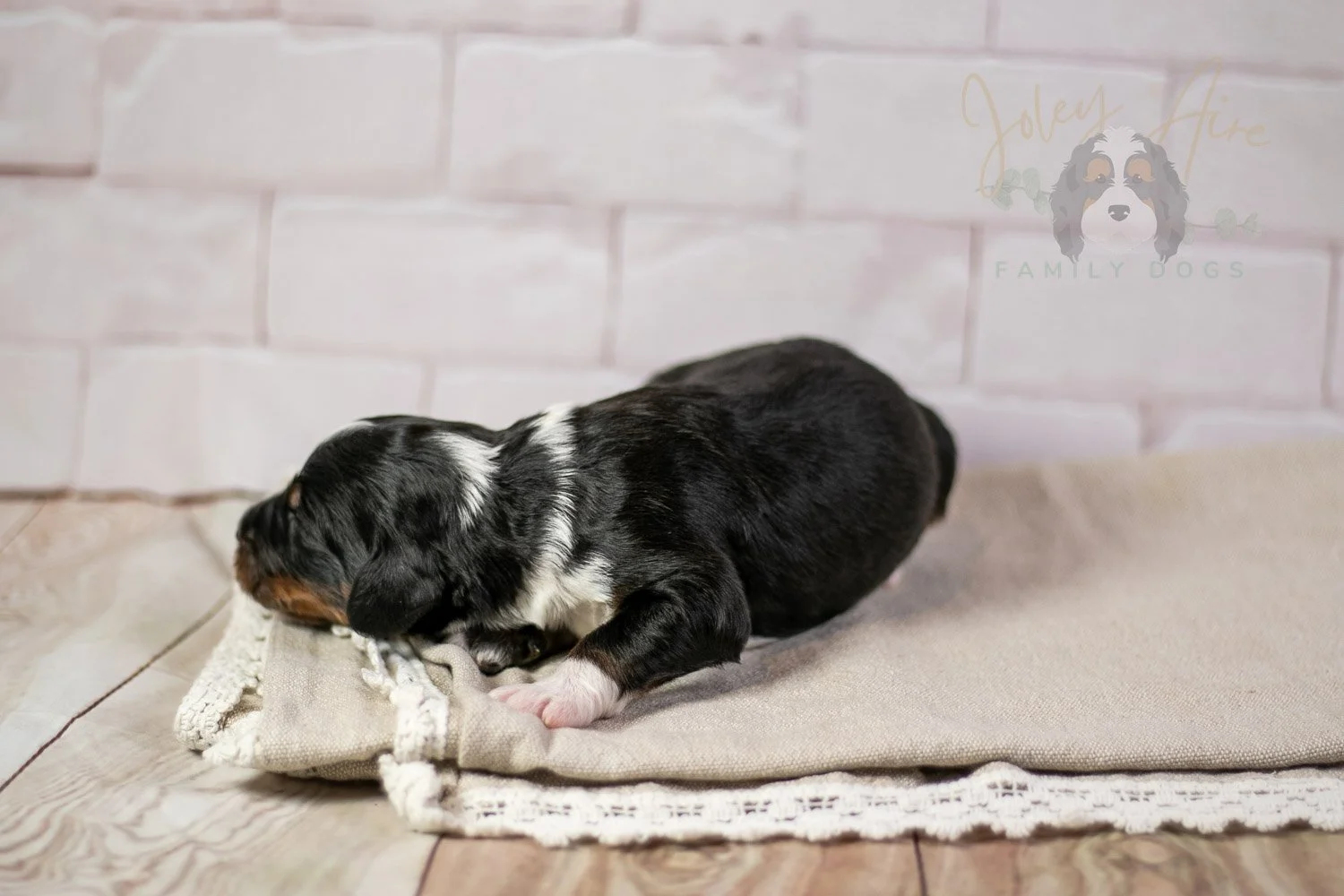 Yosemite Bernedoodle Puppy-181.jpg