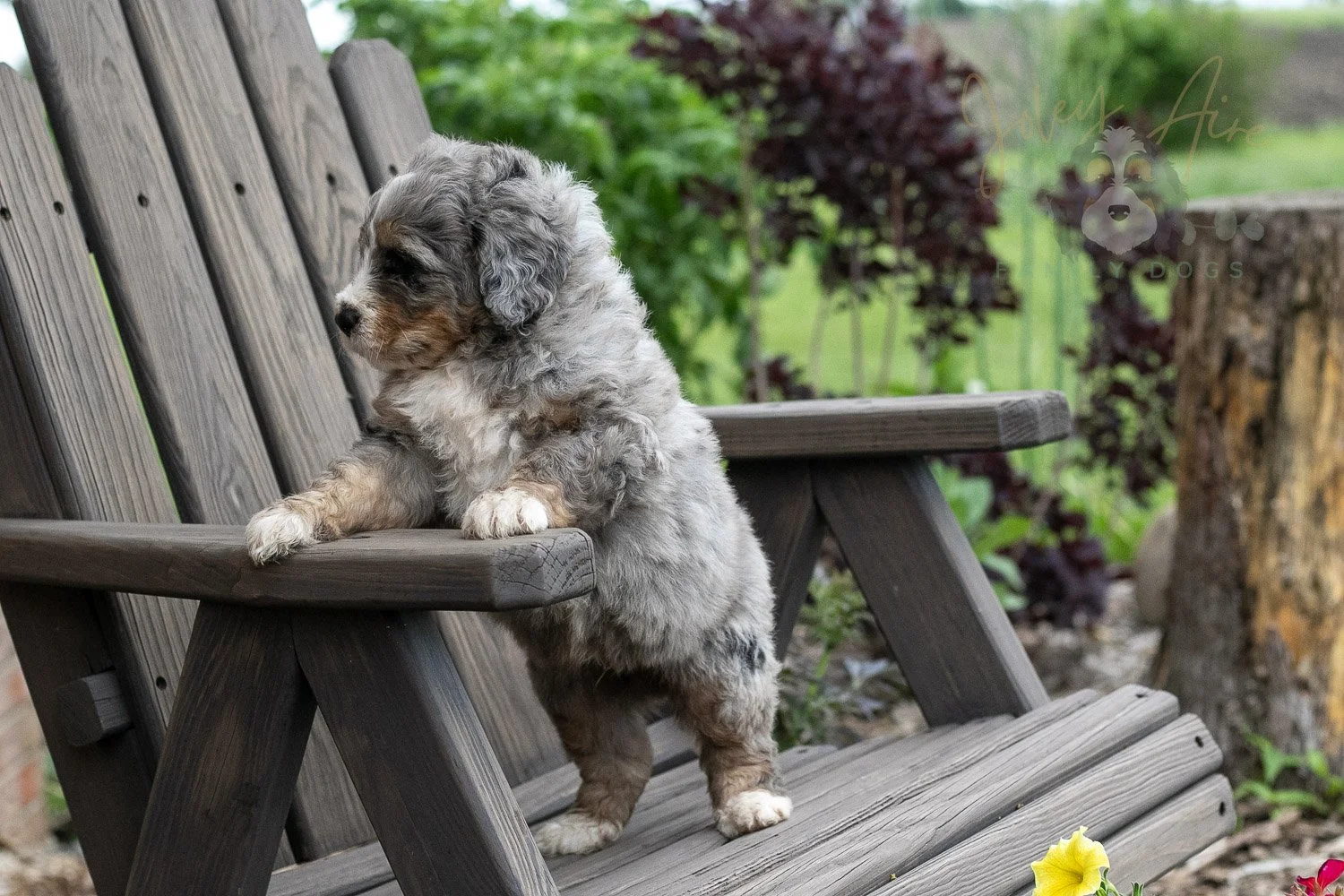 Drum Bernedoodle Puppy-19.jpg
