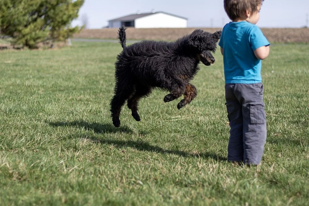 Pixie 5 months old-23.jpg