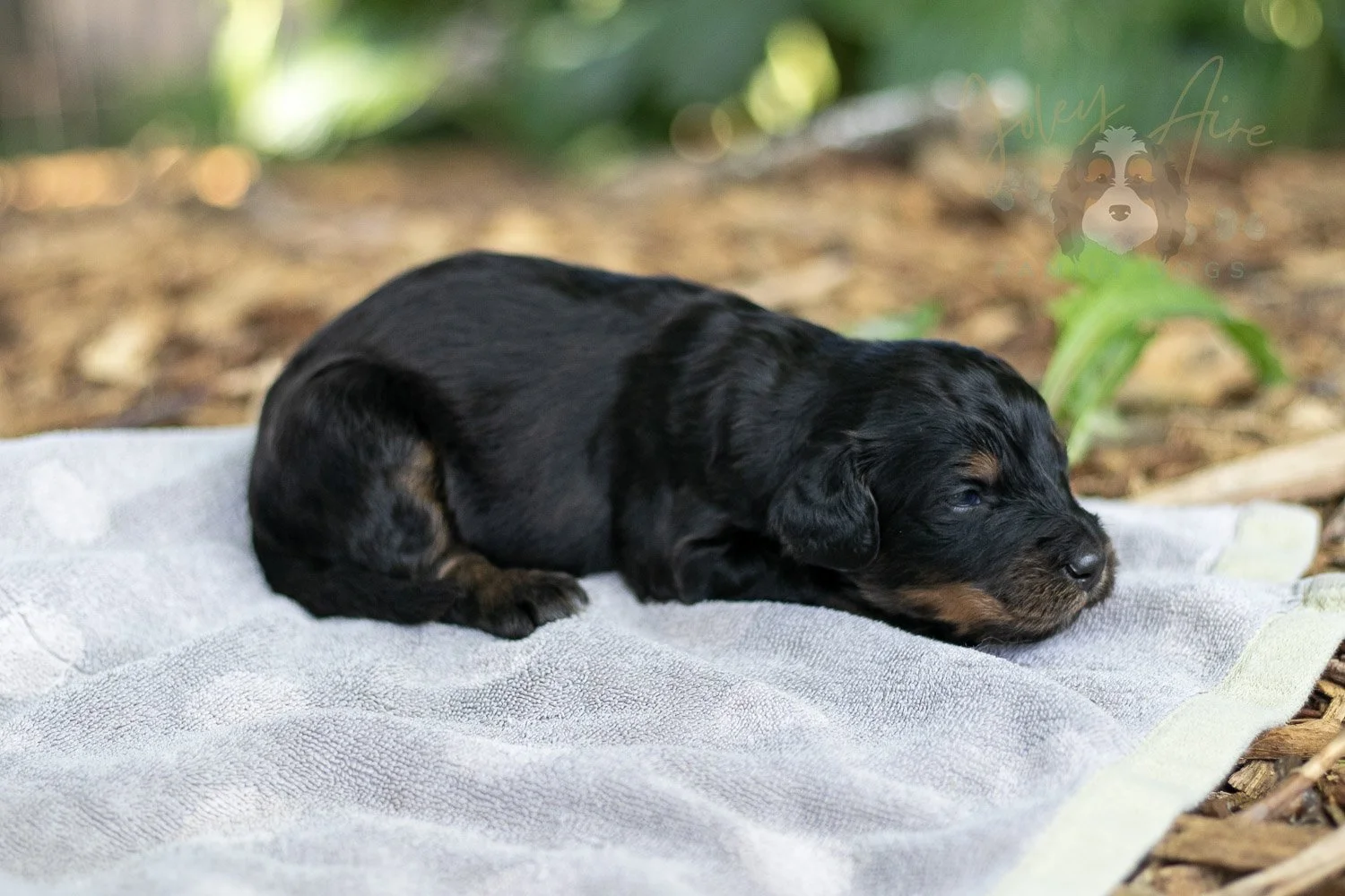 Olympic Bernedoodle Puppy-117.jpg