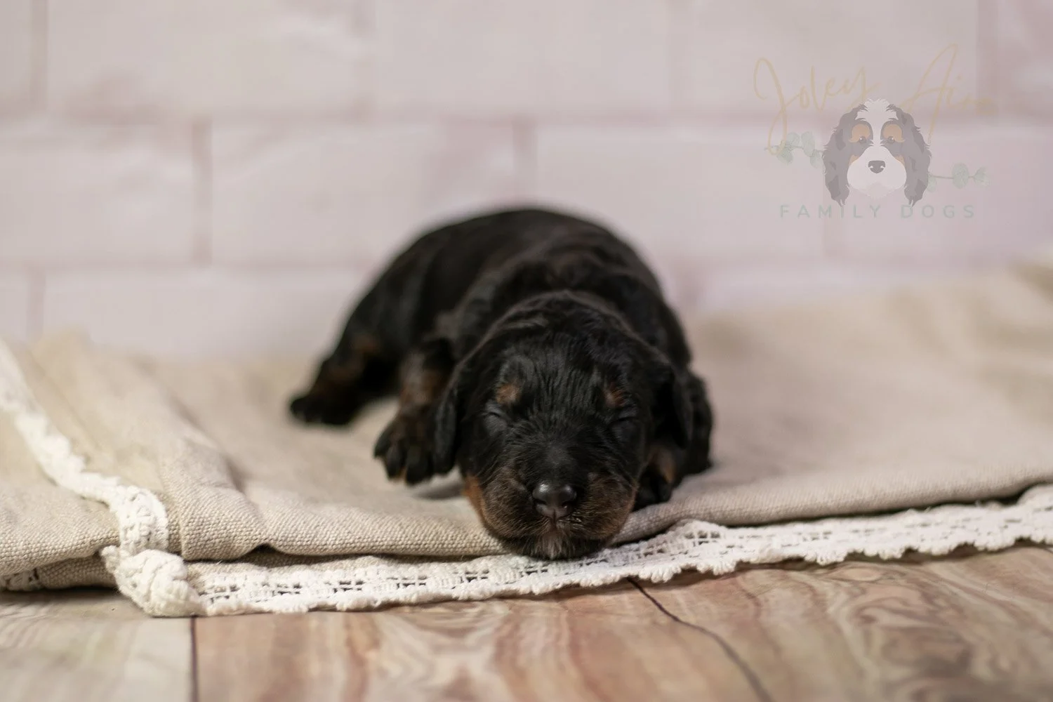 Acadia Bernedoodle Puppy-138.jpg