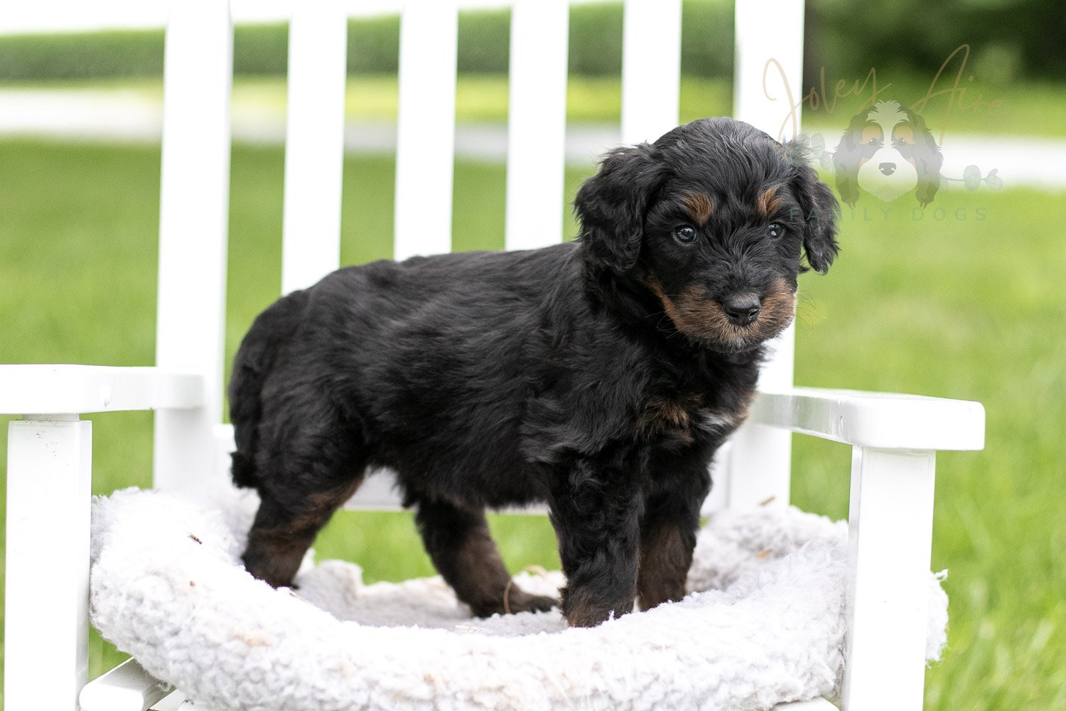 Olympic Bernedoodle Puppy-858.jpg