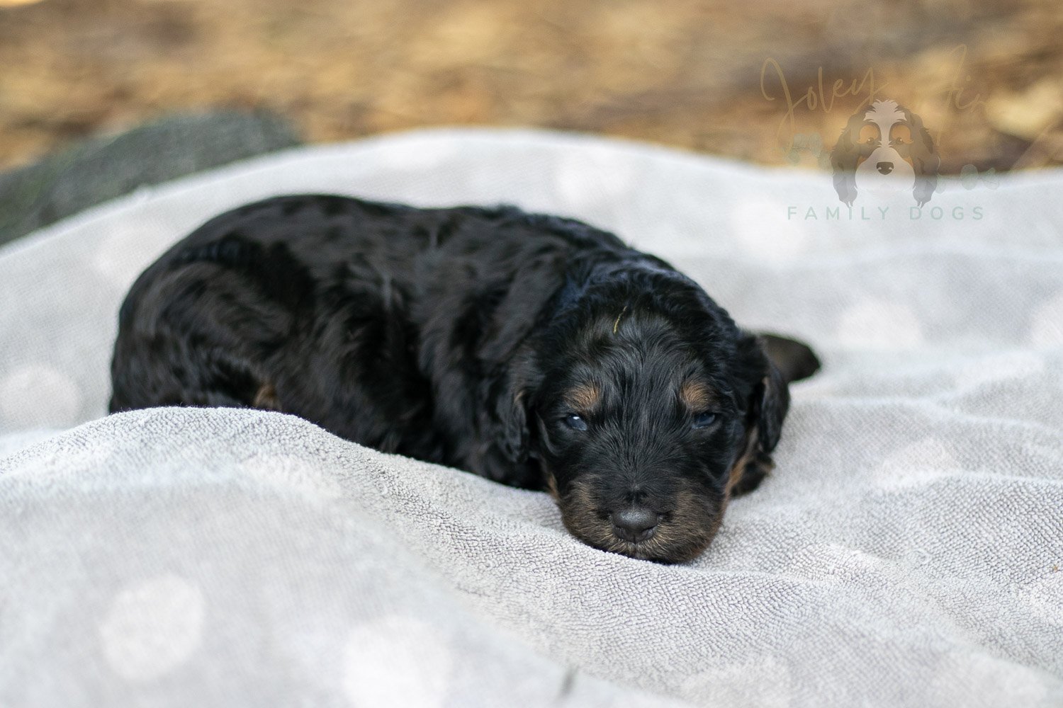 Acadia Bernedoodle Puppy-78.jpg