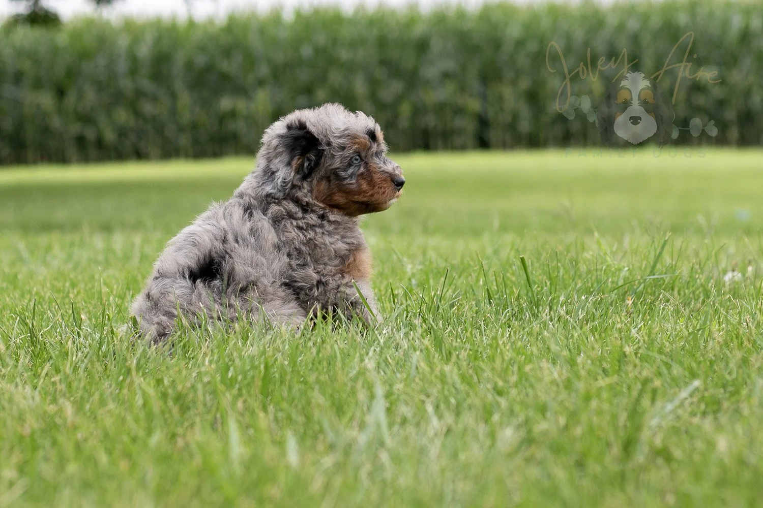 Marilla Bernedoodle Puppy-35.jpg