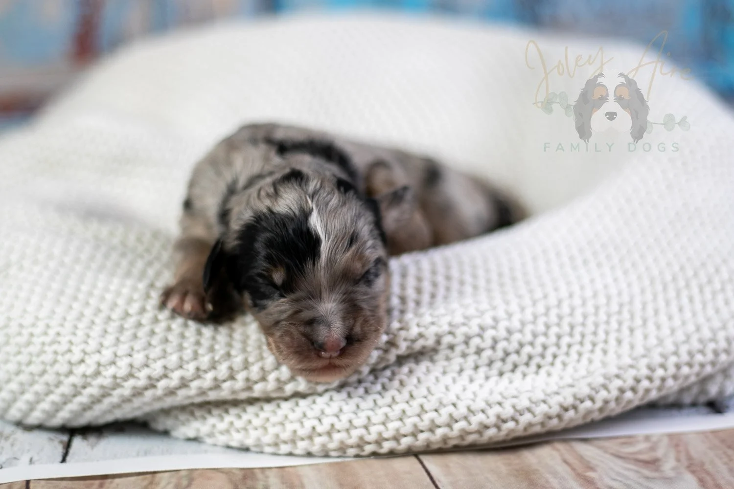 Frida Kahlo Bernedoodle Puppy-27.jpg