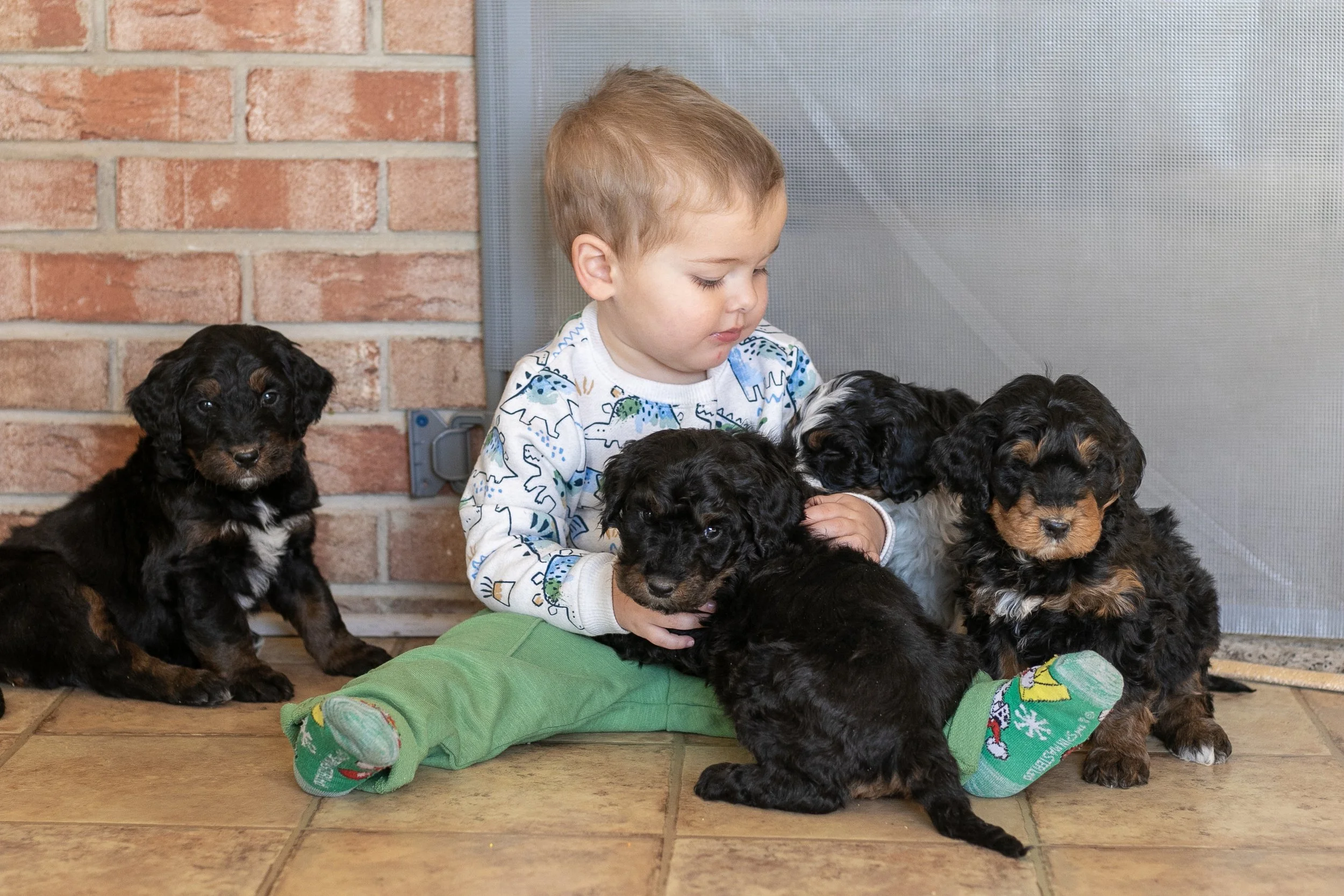 Whole Litter Disney Princess Litter-02.jpg