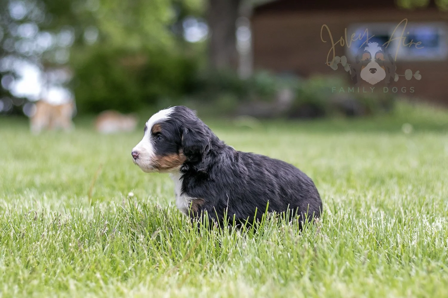 Harmonica Bernedoodle Puppy-37.jpg