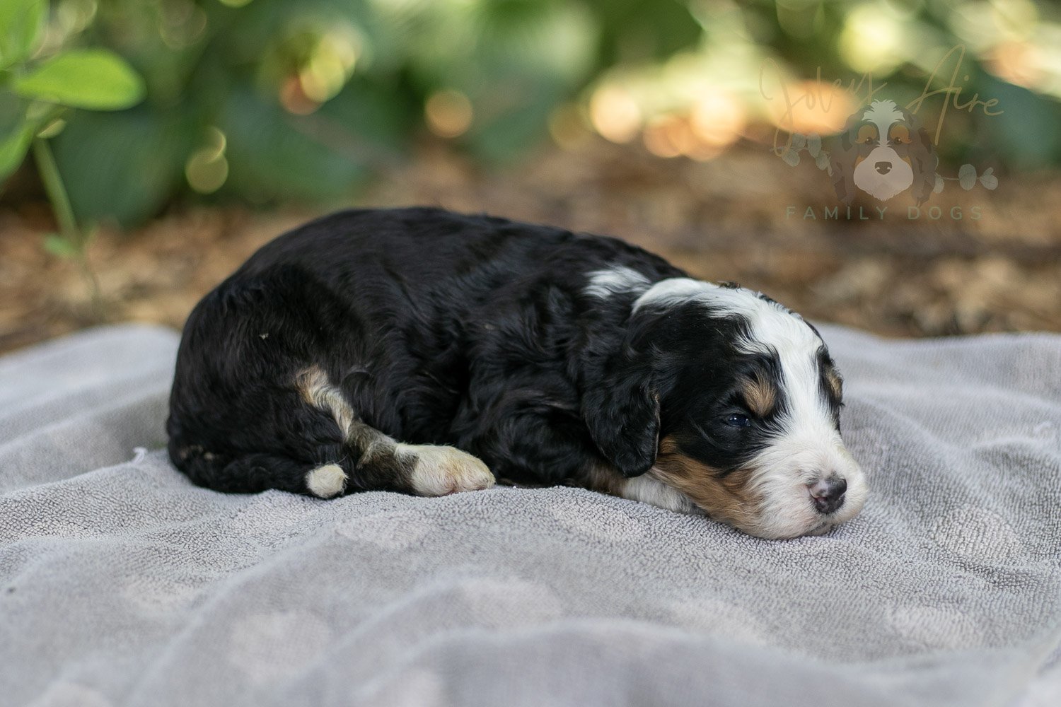 Yellowstone Bernedoodle Puppy-168.jpg