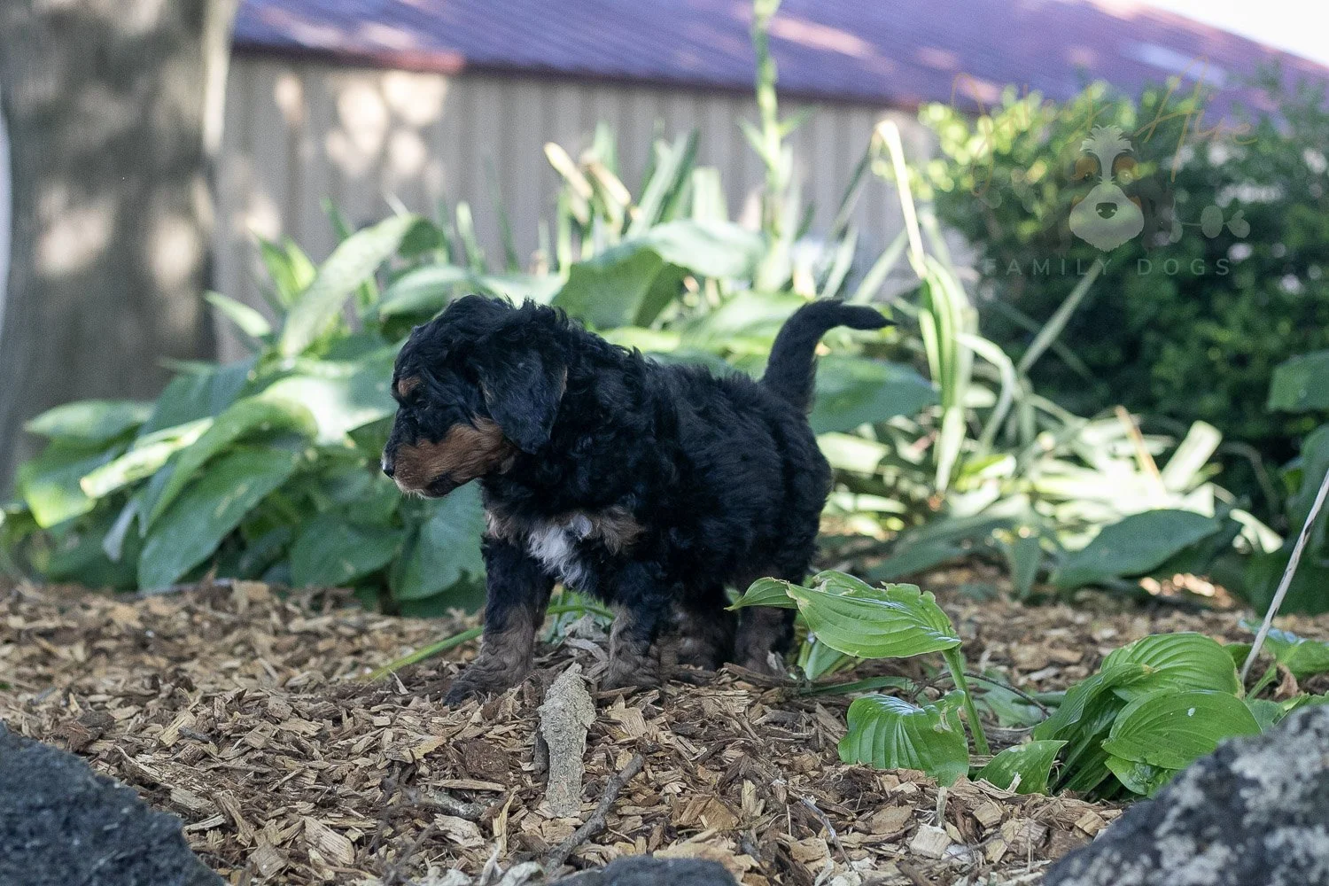 Banjo Bernedoodle Puppy-8.jpg