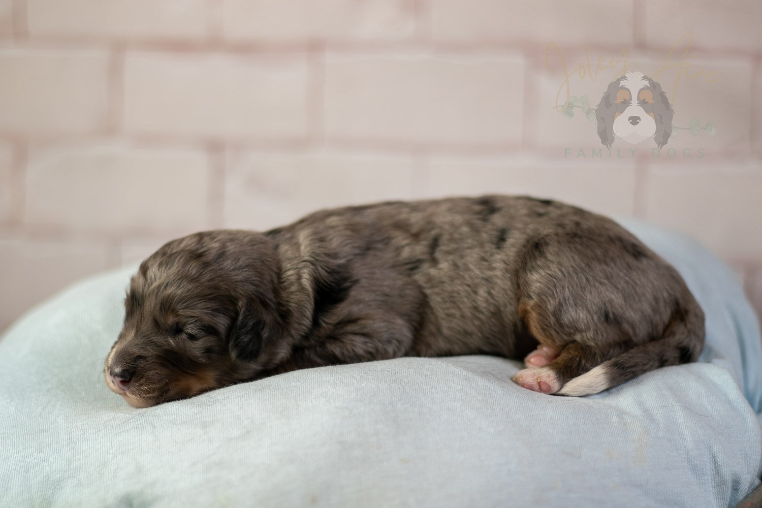 Matthew Cuthbert Bernedoodle Puppy-80.jpg