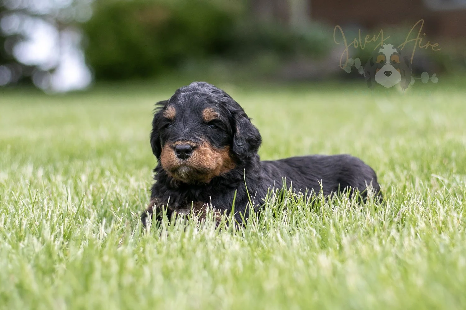 Guitar  Bernedoodle Puppy-116.jpg