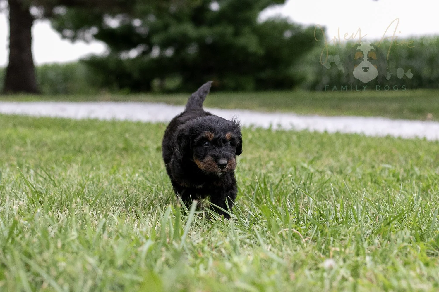 Olympic Bernedoodle Puppy-40.jpg