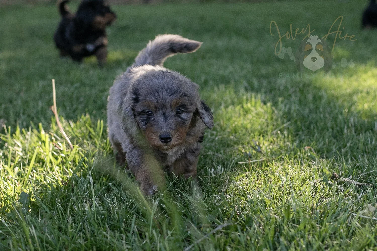 Flute Bernedoodle Puppy-7.jpg