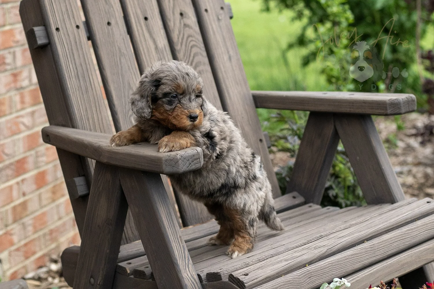 Flute Bernedoodle Puppy-21.jpg