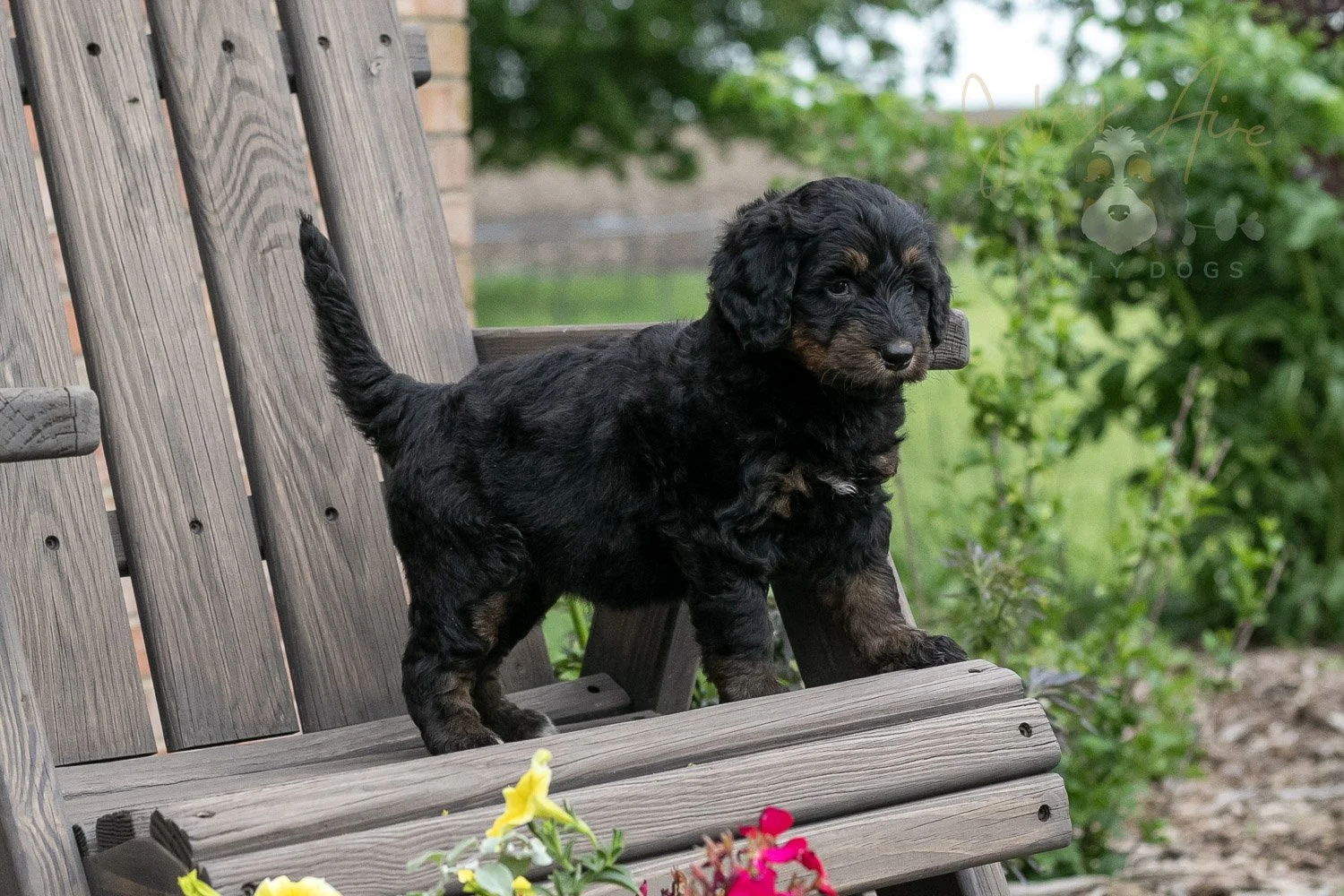 Piano Bernedoodle Puppy-16.jpg