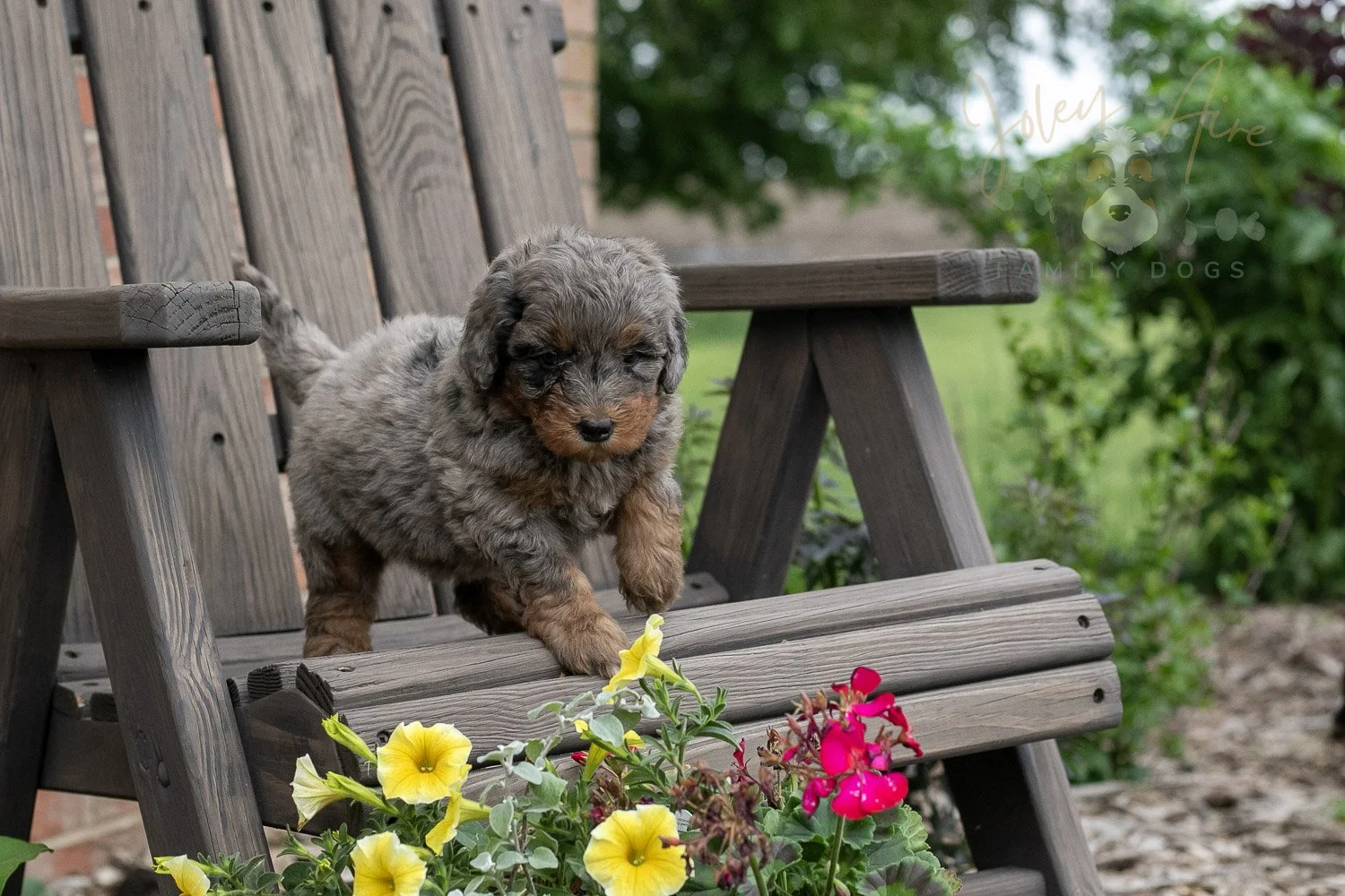 Flute Bernedoodle Puppy-7.jpg
