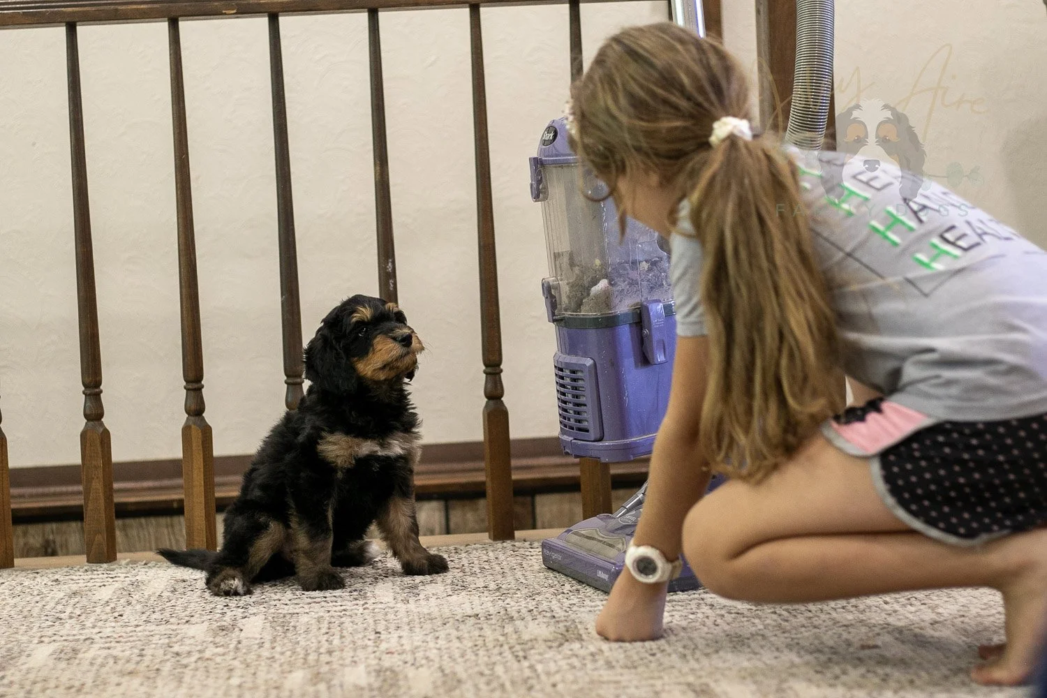 Mini Mae Bernedoodle Puppy-375.jpg