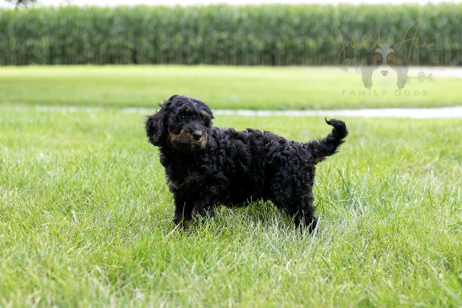 Bryce Bernedoodle Puppy-66.jpg