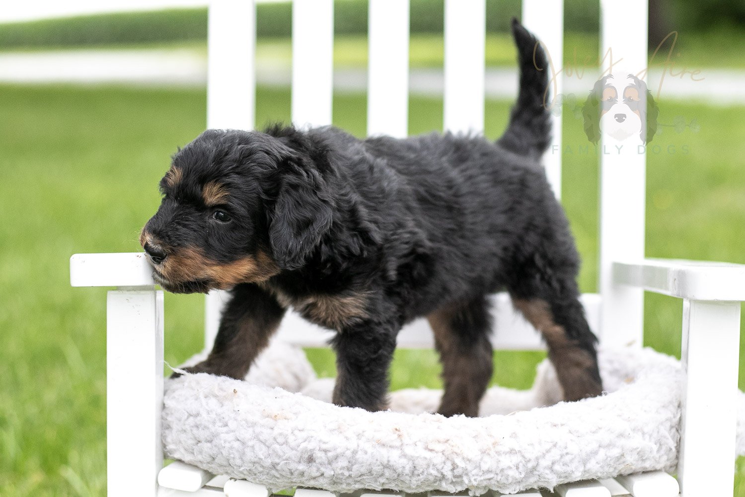 Gilbert Bernedoodle Puppy-869.jpg