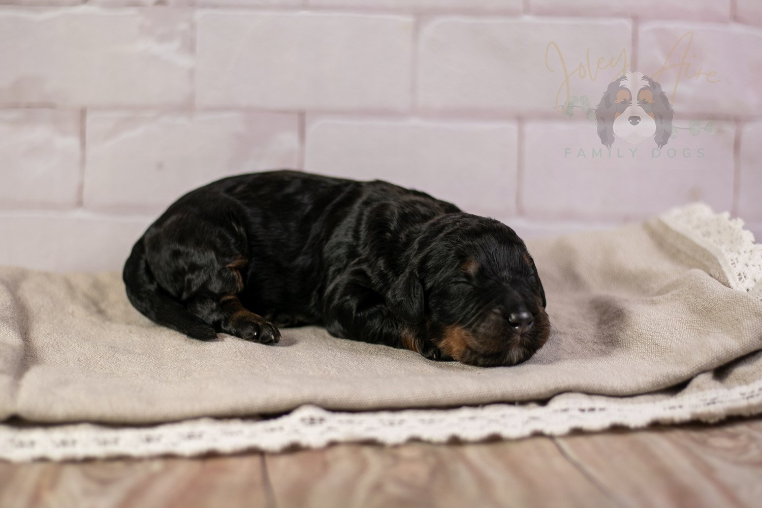 Acadia Bernedoodle Puppy-136.jpg